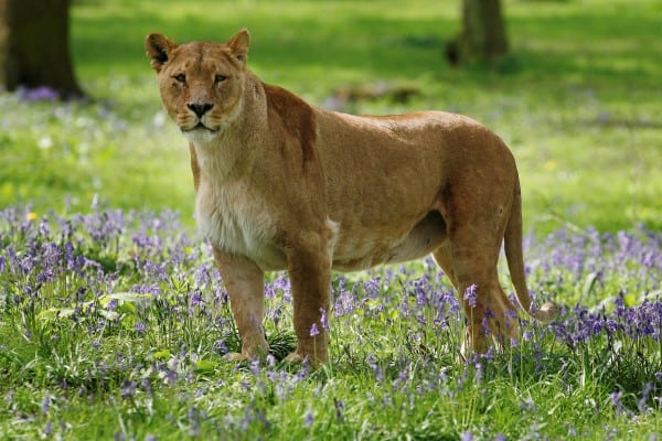 SWNS_LION_BLUEBELLS_02